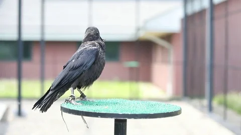 Raven Cleaning Beak Stock Footage 82795700