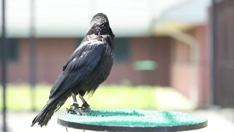 Raven Cleaning Beak Video stock 82795727
