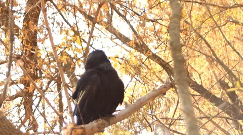 Raven cleans plumage Vídeo Stock 47777002