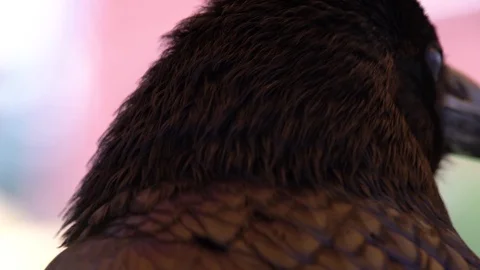 RAVEN CLOSE UP Stock Footage 106917659