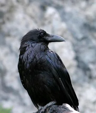 Raven close-up Stock Photos