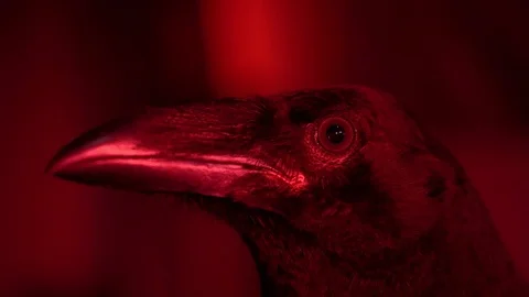 Raven close up. Red lighting Stock Footage 119523332