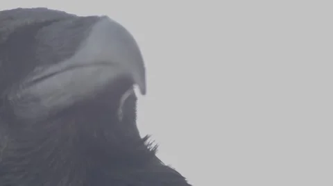 Raven close ups Stock Footage 47511906