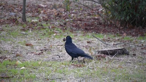 A raven comes with a nut in its beak Видео 256042476