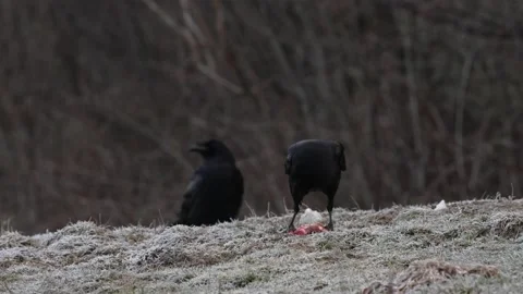 Raven, Corvus corax, black bird in the autumn forest, animal in the nature habit Stock Footage 171312855