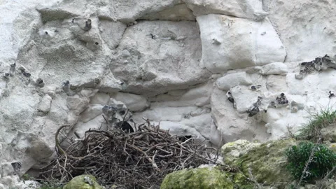 Raven (Corvus corax) flying from nest slow motion Stock Footage 329374814