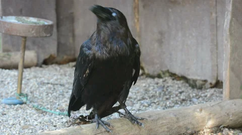 Raven (corvus corax) Stock Footage 28739269