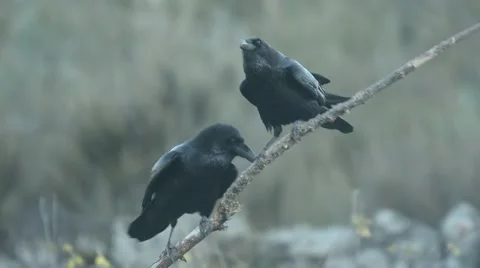 Raven, corvus corax Stock Footage 49025290