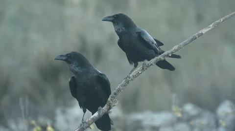 Raven, corvus corax Stock Footage 49025297