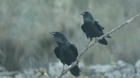 Raven, corvus corax Stock Footage 49025708