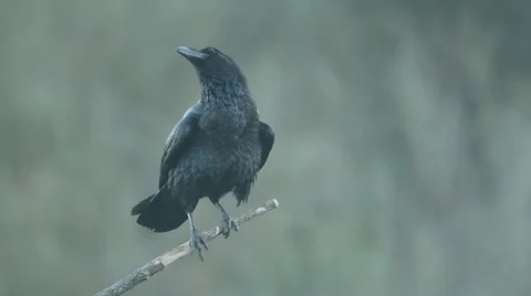 Raven, corvus corax Stock Footage 49025710