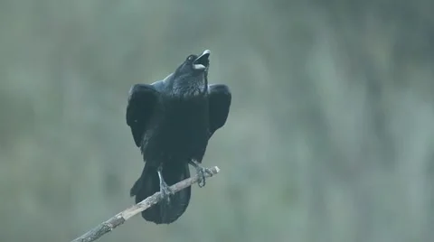 Raven, corvus corax Stock Footage 49026111