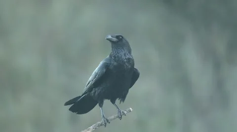 Raven, corvus corax Stock Footage 49026216