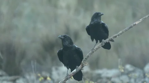 Raven, corvus corax Stock Footage 49029236