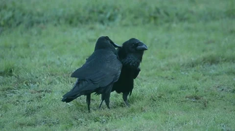Raven, corvus corax Stock Footage 49046231