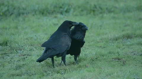 Raven, corvus corax Stock Footage 49046239