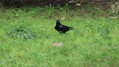 Raven (Corvus corax), wolf (Canis lupus), adult, prey, carrion, fighting, Stock Footage 320648123