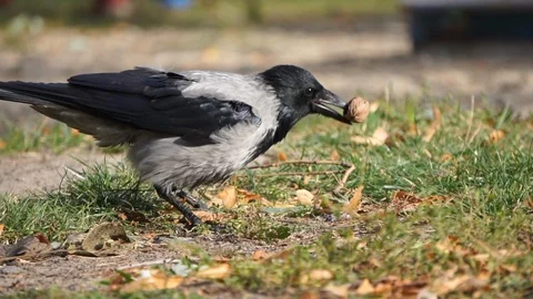 Raven cracking walnut with beak and eating 库存影片 100594021