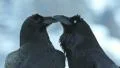 Raven Crow beak courtship HD Footage