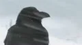 Raven Crow in blizzard HD 동영상