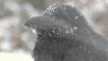 Raven Crow in blizzard HD Footage