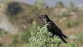 Raven Crow Calling Audio recording HD 동영상