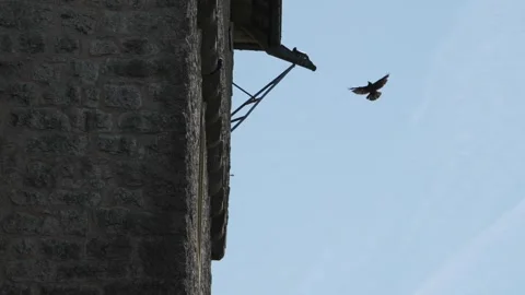 Raven crow fly over Malbrouck Castle medieval fortification walls in France Stock Footage 328713135