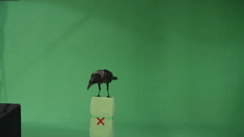 Raven Crow Flying Green Screen 07 Stock Footage 145955940