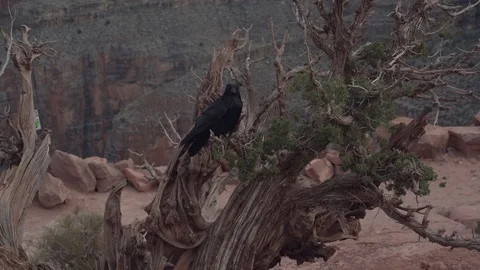 Raven crow in grand canyon desert Stock Footage