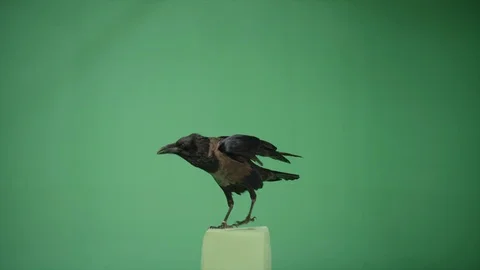 Raven Crow Green Screen 01 Stock Footage