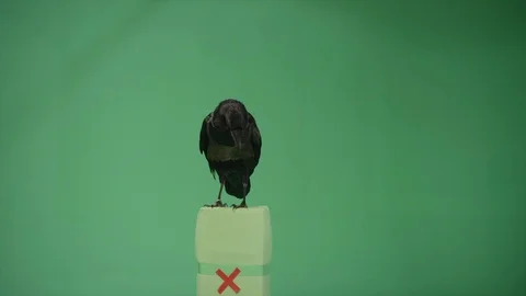 Raven Crow Green Screen 03 Stock Footage 124658355