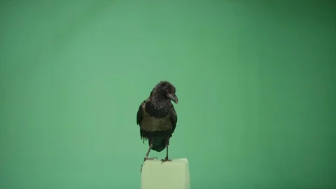 Raven Crow Green Screen 05 Stock Footage 124658551
