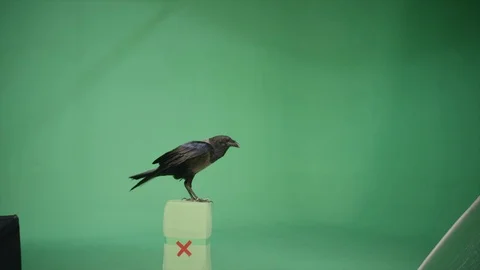 Raven Crow GreenScreen 02 Stock Footage 124658325