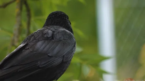 A raven crow looking Stock Footage 256112101
