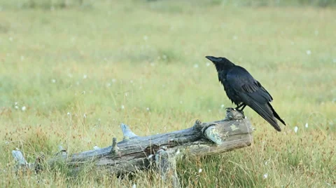 Raven Crow perched on branch flying away at end Stock Footage 34700925