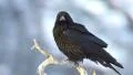 Raven Crow perched on branch HD Footage