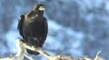 Raven Crow perched on branch Vídeos en HD