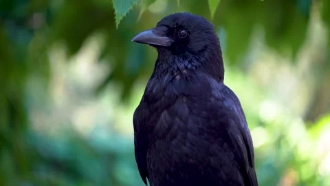 A raven crow resting Stock Footage 278041109