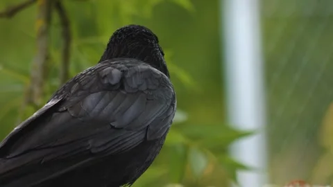 A raven crow sitting  Stock Footage 256260892