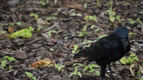A raven, crow slowly walking Stock Footage 272742473