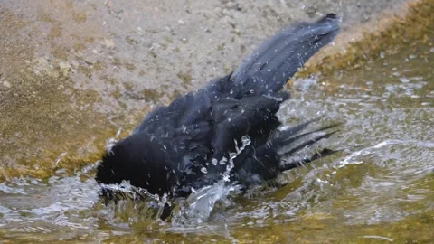 A raven crow taking a bath Stock Footage 256108397