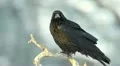 Raven Crow in tree HD Footage