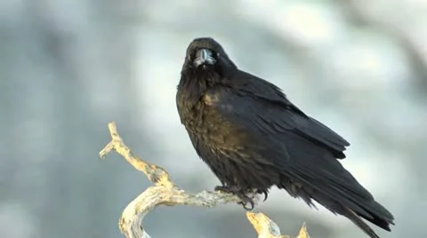 Raven Crow in tree Stock Footage