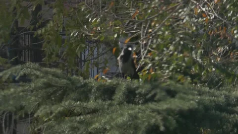 Raven Crow in Tree Stock Footage 257266982