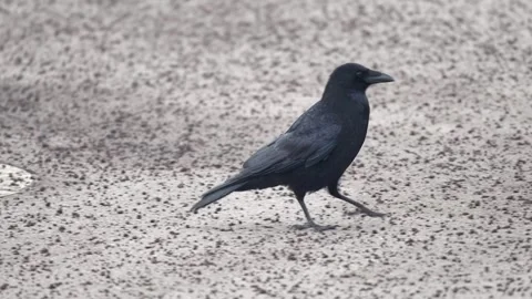 A raven, crow walking  Stock Footage 263838022
