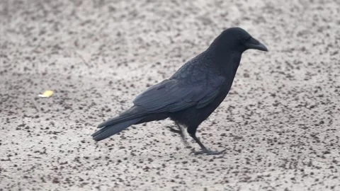 Raven, crow walking  Stock Footage 263920165