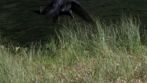 Raven on a dead tree 3 Stock Footage 346126129