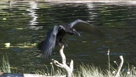 Raven on a dead tree Stock Footage 346126097