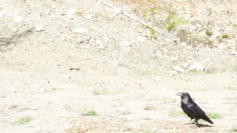 Raven on dirt track Stock Footage 110714249