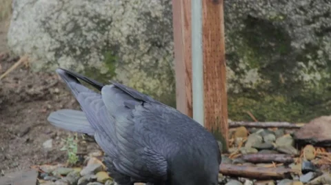 Raven drinking, close up Stock Footage 56325776